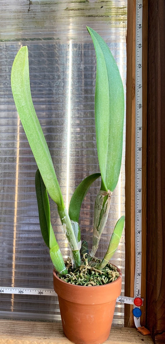 Fragrant Orchid /rhyncholaelia Digbyana 'green Giant' AM/AOS