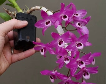 A compact fragrant species Orchid/ Dendrobium parishii/ blooming size in 3” pot.