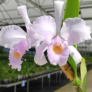 May include: A handmade wooden sign with the text "Welcome" in a playful font. The sign is painted white with a distressed finish, and features a decorative floral design in shades of pink and green. It is designed to be hung on a wall.