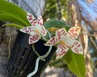 Currently in spikes/ Phalaenopsis hieroglyphica /Fragrance Species Collection orchid/ 3” pot.
