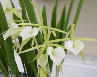 Blooming size / Fragrant orchid/Brassavola little stars Yasuji Takasaki/ 3” pot
