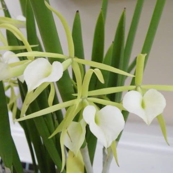 Blooming size / Fragrant orchid/Brassavola little stars Yasuji Takasaki/ 3” pot