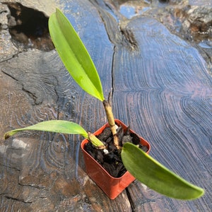 Species Fragrant orchid/ Collection species/ Cattleya gaskelliana/ 2 pot. image 8