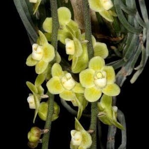 May include: Close-up of a cluster of pale yellow orchid flowers with white centers. The flowers are in various stages of bloom, with some buds visible. The stems are green and the background is black.