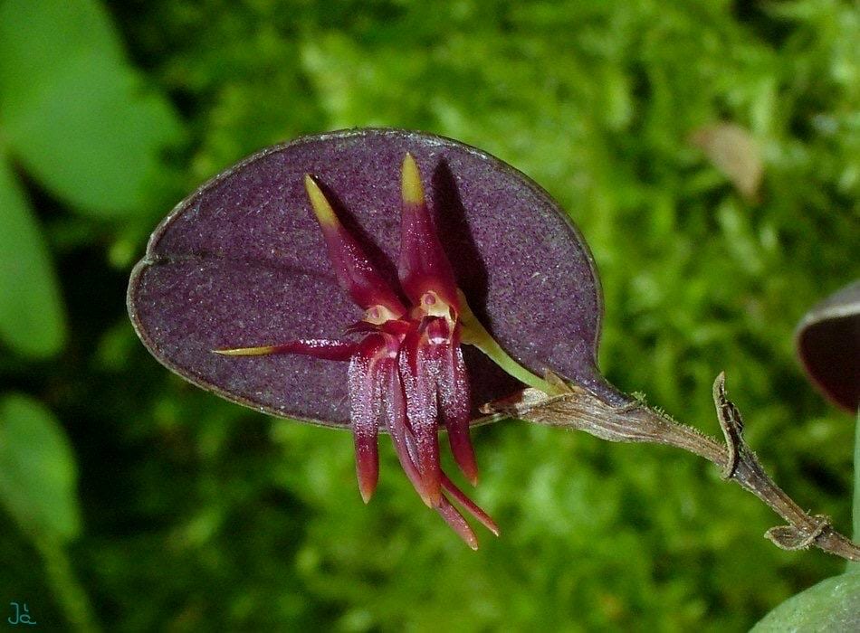 Lepanthes Orchid - Etsy