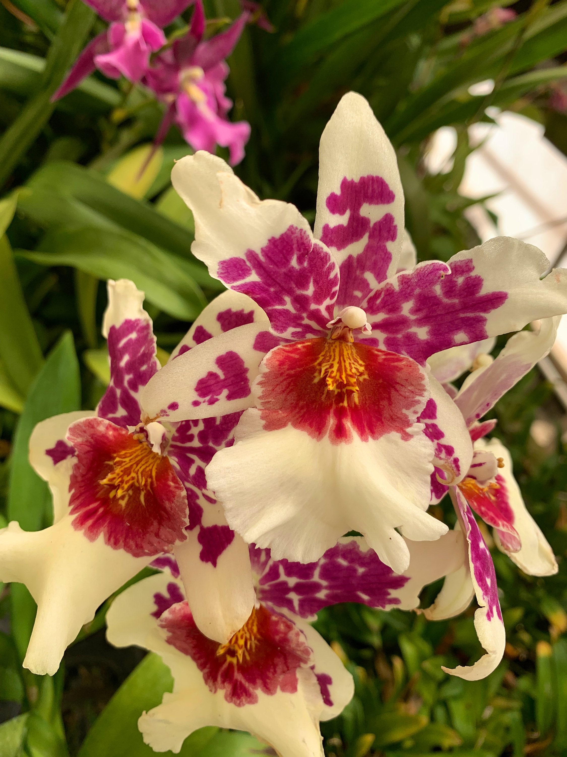 Blooming Size / Beallara Big Shot 'hilo Sparkle'/ Long Lasting/ 3