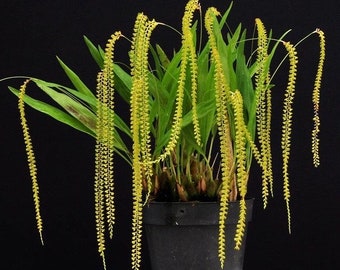 A scented species orchid/ Dendrochilum filiforme / blooming size in 2” pot