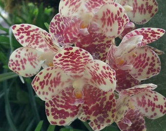 Blooming size / Very fragrant species orchid/ Phalaenopsis gigantea / mature plant in 3” or 4” pot.
