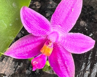 Currently in blooming or spikes /Fragrant species orchid/ Phalaenopsis violacea Sumatra/ 3” pot.