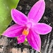 see more listings in the Phalaenopsis  section