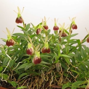 May include: A rustic wooden sign with the text "Welcome to our home" in a handwritten style. The sign is rectangular, with a distressed finish, and features a simple, inviting design. It's likely intended for indoor or outdoor home decor.