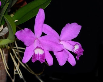 Dwarf species orchid/ Cattleya sincorana/ Near blooming size in 2” pot.