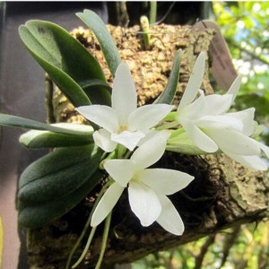 Blooming size/ fragrant species orchid/ Aerangis fastuosa/ 2 pot or mounted image 2