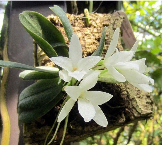 Aerangis fastuosa: Orquidea miniatura 