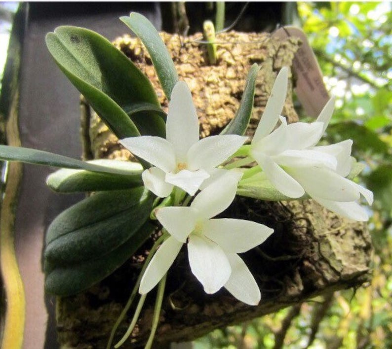Blooming size/ fragrant species orchid/ Aerangis fastuosa/ 2 pot or mounted image 2