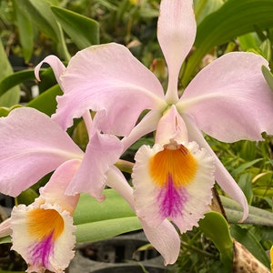 Species Fragrant orchid/ Collection species/ Cattleya gaskelliana/ 2 pot. image 3