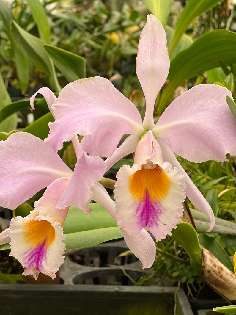 Species Fragrant orchid/ Collection species/ Cattleya gaskelliana/ 2 pot. image 3