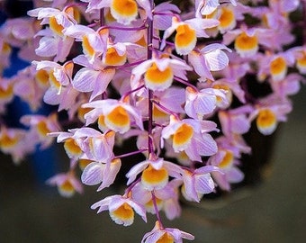 Dendrobium farmeri (pink form)/ Species orchid/  blooming size in 3” nursery pot