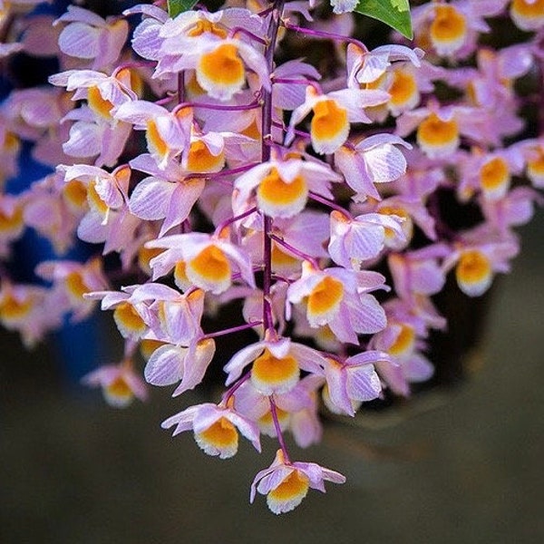 Dendrobium farmeri (pink form)/ Species orchid/  blooming size in 3” nursery pot