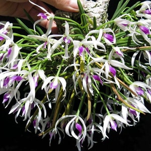 May include: A cluster of white orchids with purple centers, blooming on a wooden branch. The orchids have long, thin petals and are arranged in a cascading pattern.