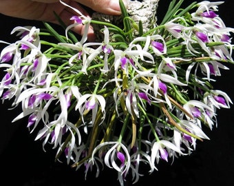 Blooming size/ Vanilla scent species orchid/ Leptotes bicolor/ collection orchid/ 2” nursery pot plants