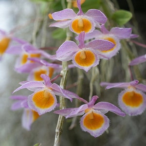 Orquídea muy fragante / Nobel Dendrobium loddigesii / tamaño de floración en maceta de 7,5 cm