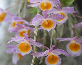 Very fragrant species orchid / Nobel Dendrobium loddigesii/ blooming&on buds in  2” pot