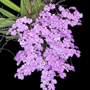 May include: A cascading orchid plant featuring numerous small, light purple flowers with white centers. The plant has long, slender green leaves at the top and thin, trailing stems that support the dense clusters of delicate, rounded petals.