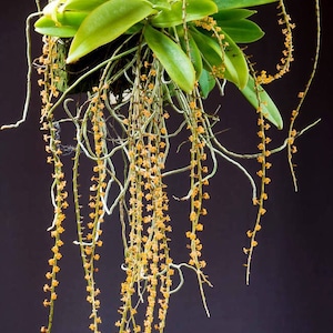 Collection species orchid/ miniature to small size/ Aerangis hildebrandtii/ blooming before /mount plant / highly recommend