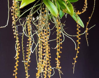 Collection species orchid/ miniature to small size/ Aerangis hildebrandtii/ blooming before /mount plant / highly recommend