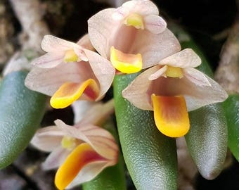 Puede incluir: Primer plano de una planta floreciente con pequeñas flores de color rosa pálido con acentos amarillos y naranjas. Las flores están agrupadas en hojas verdes de forma ovalada. El fondo está borroso.