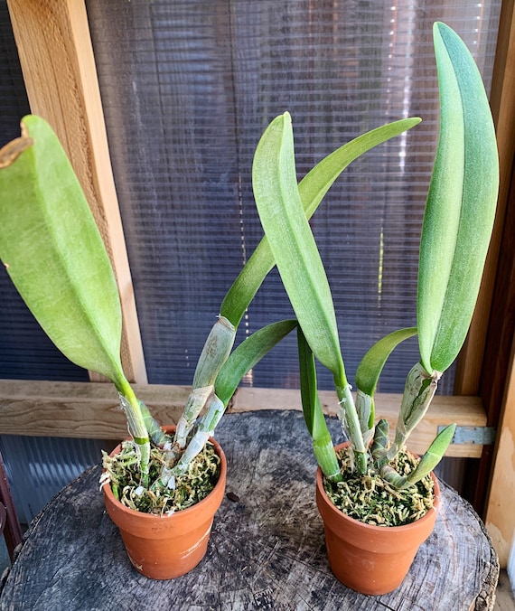 Fragrant Orchid /rhyncholaelia Digbyana 'green Giant' AM/AOS