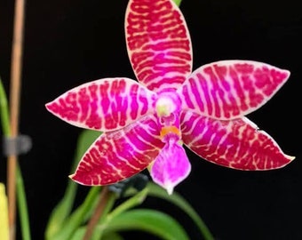 Blooming size /Fragrance species orchid/ Phalaenopsis lueddemanniana tipo/ Collection orchid in 3“ pot