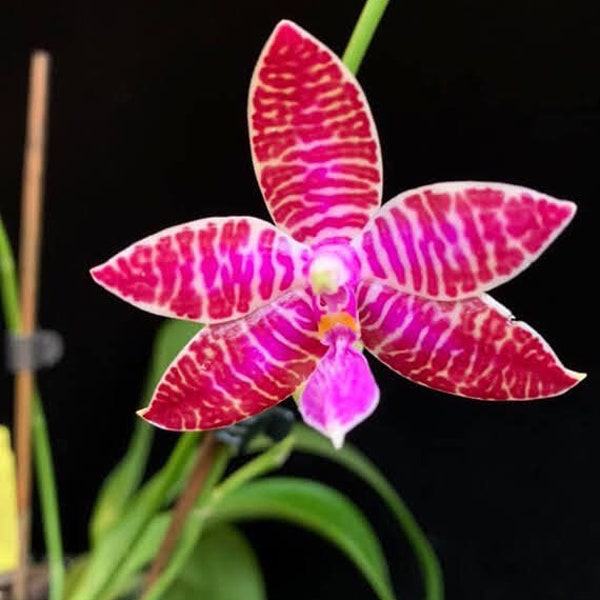 Blooming size /Fragrance species orchid/ Phalaenopsis lueddemanniana tipo/ Collection orchid in 3“ pot