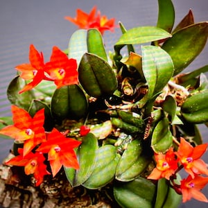May include: A close-up of a vibrant orange orchid plant with multiple blooms. The plant is potted in a brown bark medium and has green leaves.