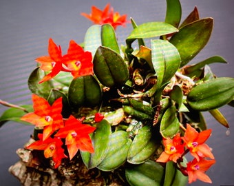 Puede incluir: Primer plano de una planta de orquídea naranja vibrante con múltiples flores. La planta está en maceta en un medio de corteza marrón y tiene hojas verdes.