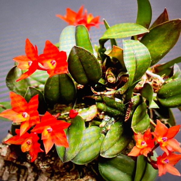 Tiny Species orchid/ Sophronitis cernua/ excellent orange/ blooming size in mounted & nursery pot