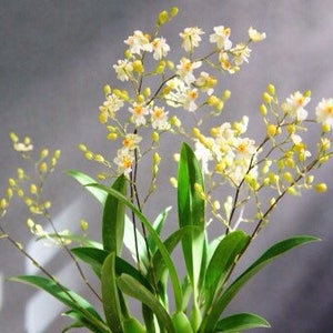 Blooming size/ Very Fragrant Orchid/ Onc. Twinkle ‘fragrant baby’  2” pot