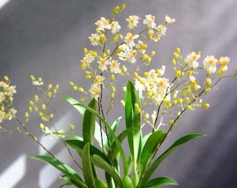 Blooming size/ Very Fragrant Orchid/ Onc. Twinkle ‘fragrant baby’  2” pot