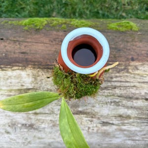 May include: A small, terracotta pot with a light blue rim, filled with dark liquid, sits atop a bed of green moss. Two green leaves extend from the base, creating a natural, earthy composition. The pot is placed on a weathered wooden surface.