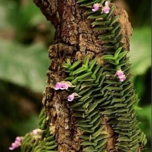 May include: A vertical piece of rough, textured brown tree bark serves as a mount for a trailing plant. The plant features dense, overlapping dark green succulent leaves arranged in rows, accented by small, delicate light purple flowers.