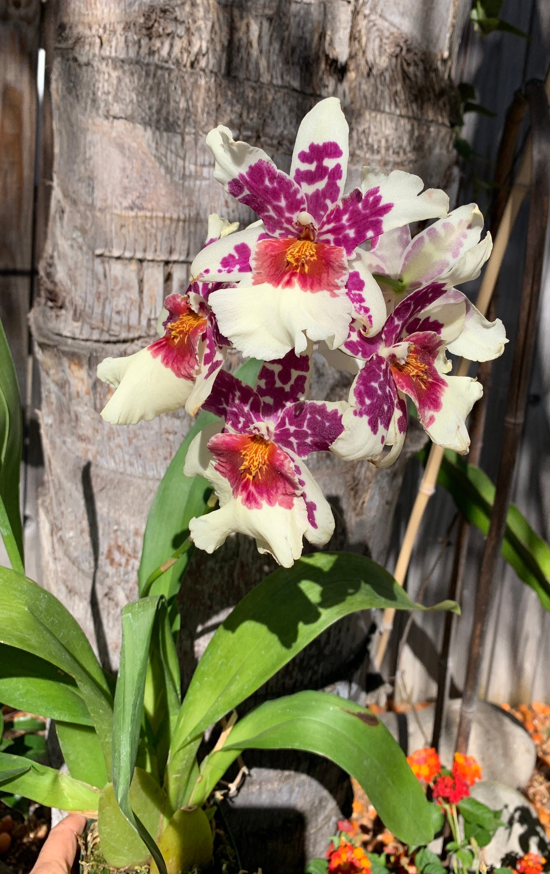 Blooming Size / Beallara Big Shot 'hilo Sparkle'/ Long Lasting/ 3