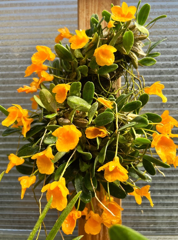 Collection Species Orchid/ Dendrobium Jenkinsii / Compact Plant/ 2