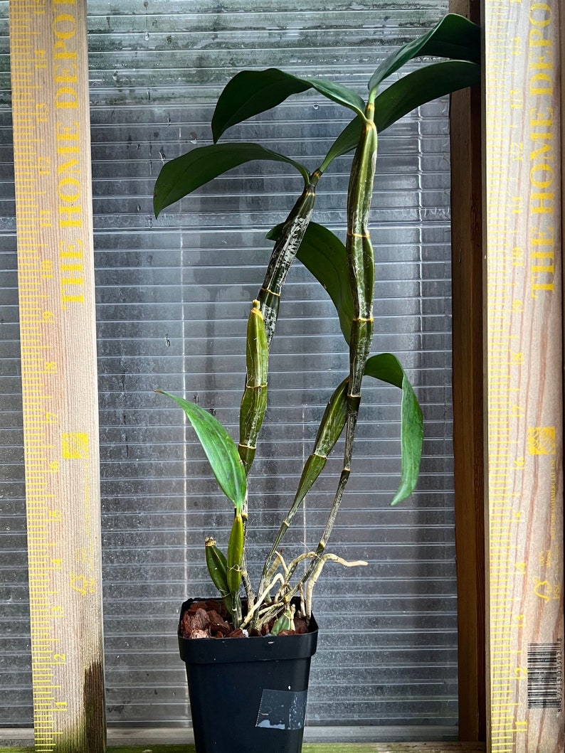 Dendrobium farmeri f. albiflorum yellow lip, pure white tepals / Species orchid/ blooming size in 3 nursery pot image 2