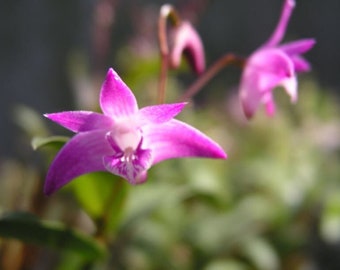 Fragrant orchid/Blooming size/ Den. kingianum (pink) / compact plants/ 3” nursery pot.
