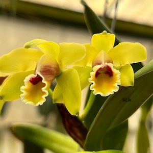 Fragrant species orchid/ mini cattleya luteola 4N/ 2 nursery pot. image 1
