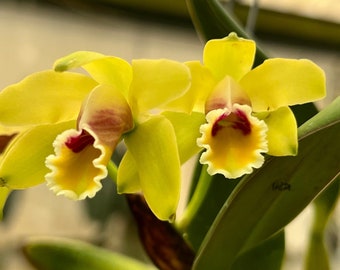 Fragrant species orchid/ mini cattleya luteola (4N)/ 2” nursery pot.