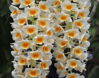 Dendrobium farmeri f. albiflorum (yellow lip, pure white tepals) / Species orchid/  blooming size in 3” nursery pot