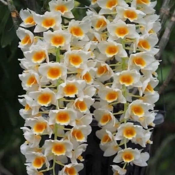 Dendrobium farmeri f. albiflorum (yellow lip, pure white tepals) / Species orchid/  blooming size in 3” nursery pot