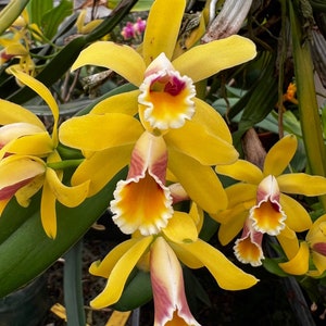 Fragrant species orchid/ mini cattleya luteola 4N/ 2 nursery pot. image 2